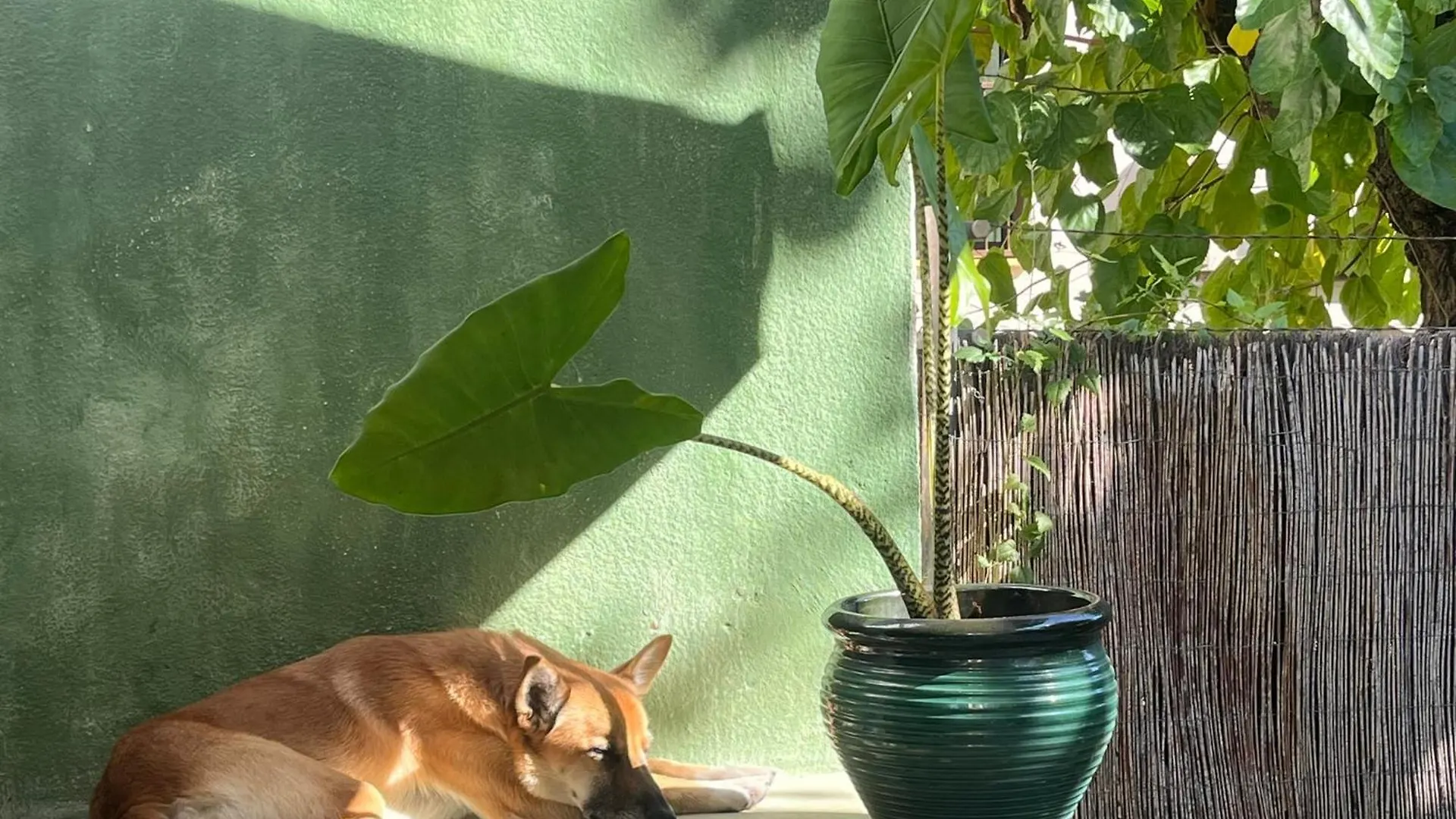 Lemon Tree Guest House Tiana 0*,  Espagne